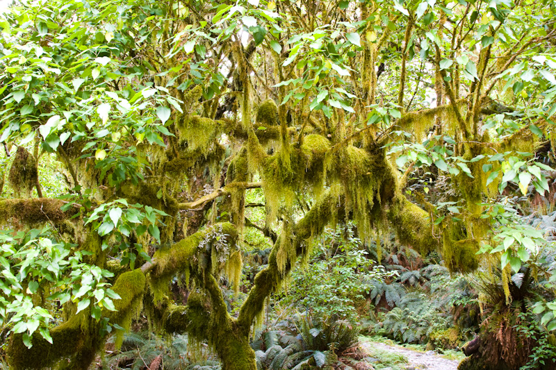 Moss Covered Tree Branches